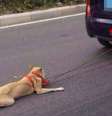<p>Imagens foram gravadas por motoristas que trafegavam na mesma via que o veículo em questão</p>  Foto: LiveLeak.com / Reprodução