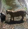 Criança teria pulado a grade de proteção e entrado na jaula do animal que a atacou e matou   Foto: DELHI POLICE / AFP