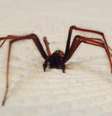 <p>Hanlie e a família têm que checar sempre as roupas, as toalhas e os lençóis de cama por causa das aranhas</p>  Foto: Hanlie Gorman / Daily Mirror