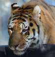 <p>O tigre Baikal, morto após entrar na jaula de dois tigres mais jovens</p>  Foto: Facebook / Reprodução