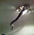 <p>A píton foi capturada quando saía do forro do lustre do banheiro, que estava destampado</p>  Foto: Facebook