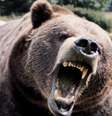 <p>Animal pesava cerca de 238 quilos</p>  Foto: KSAT Newsroom / Twitter