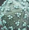 A disseminação do vírus HIV levou a uma pandemia de Aids que infectou cerca de 75 milhões de pessoas   Foto: BBC News Brasil
