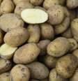 Colombiana usou uma batata como método contraceptivo  Foto: Clemens Bilan / Getty Images 