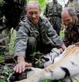 Tigre foi libertado pelo presidente russo e pode ter chegado à China  Foto: Twitter