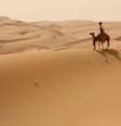 Camelo Google no Deserto e Oásis de Liwa em Abu Dhabi, nos Emirados Árabes Unidos  Foto: Google / Divulgação