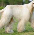 <p>Afghan hound</p><p>&nbsp;</p>  Foto: iStock