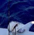 <p>Foram precisos 40 minutos para que o tubarão fosse puxado para cima do barco, com a ajuda da tripulação</p>  Foto: Daily Mail / Reprodução
