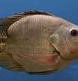<p>Características femininas em peixes machos foram notadas pela primeira vez nos anos 90.</p>  Foto: BBC News Brasil