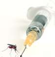 <p>Casos da febre chikungunya aparecem na França</p>  Foto: Getty Images