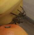 <p>A aranha estava em um&nbsp;cacho de bananas, junto de v&aacute;rios ovos</p>  Foto: Daily Mail / Reprodução