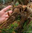A aranha-golias chega a ter mais de 30 centímetros e tem comportamento violento  Foto: Live Science / Reprodução