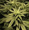 <p>As crianças que vão mal na escola e usam a droga vão mal porque estão fumando maconha, ou fumam maconha porque estão indo mal na escola?</p>  Foto: Andres Stapff / Reuters