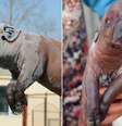 A "tromba" do porco foi motivo de comparação com elefante  Foto: The Mirror / Reprodução