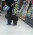 Filhote de urso invade loja nos EUA   Foto: BBC News Brasil