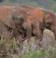 <p>Os elefantes, que tinham saído da reserva de Olpejeta, pisotearam a vítima</p>  Foto: SIMON MAINA / Getty Images/Archivo