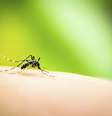 <p>Assim como a dengue, o chikungunya tamb&eacute;m &eacute; transmitido por um inseto</p>  Foto: iStock