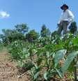 Segundo o presidente da Federação dos Trabalhadores de Agricultura Familiar do estado de São Paulo, a falta de chuvas deve fazer com que frutas e vegetais fiquem mais caros nos próximos meses  Foto: Arquivo FAF/CUT-SP / Divulgação