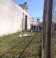 <p>Os gansos emitem sons altos quando percebem movimentações estranhas no ambiente</p>  Foto: Assessoria-PCE/ Sejudh-MT / Fotos Públicas