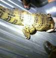 <p>O animal foi encontrado no quintal de uma casa em Anagé</p>  Foto: Anderson Oliveira / vc repórter