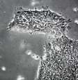 Um vírus que afeta as capacidades cognitivas em pessoas saudáveis foi descoberto  Foto: The Independent / Reprodução