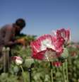 Afagão trabalha em plantação de papoula na província de Jalalabad. 17/04/2014  Foto:  Parwiz / Reuters