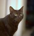 <p>Os gatos são os hospedeiros favoritos do <em>Toxoplasma gondii</em></p>  Foto: Wikimedia