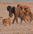 Elefante conseguiu se defender dos ataques dos felinos em parque da Zâmbia  Foto: Daily Mail / Reprodução