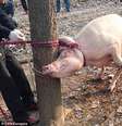 Parte de restos mortais da cabeça do menino teriam sido encontrados em estômago do animal  Foto: Daily Mail/Youtube / Reprodução