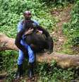 <p>Gorilas est&atilde;o no centro de disputas sobre o parque, que envolvem a extra&ccedil;&atilde;o de petr&oacute;leo</p>  Foto: Getty Images