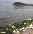 <p>Pescadores e ambientalistas mostram a mortandade de peixes e aves durante um passeio de traineira pela Ba&iacute;a da Guanabara, no Rio de Janeiro, RJ.</p>  Foto: José Lucena / Futura Press