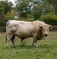 <p>Grupos de defesa animal esperam que Benjy possa terminar seus dias em um abrigo para animais</p>  Foto: Twitter