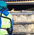 La gripe aviar en Europa posiblemente afecte a otras poblaciones de aves y podría infectar a algunas personas, pero es muy poco probable que se produzca una transmisión a gran escala entre la población humana, dijo el martes la Organización Mundial de la Salud. En la imagen, responsables sanitarios se llevan cajas llenas de patos en una granja en Nafferton, Inglaterra, el 18 de noviembre de 2014  Foto: Darren Staples / Reuters