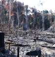 <p>O Par&aacute; foi o Estado em que houve maior desmatamento, com 1.829 km&sup2;</p>  Foto: Eco Desenvolvimento