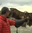 <p>"Isso não me parece uma boa ideia", diz especialista em falcoaria</p>  Foto: BBC News Brasil