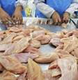 Congelar a carne de frango pode evitar contaminação  Foto: Paula Bronstein / Getty Images 