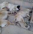 Animais foram encontrados nas ruas da cidade  Foto: Divulgação / Associação Bonjesuense de Proteção Animal
