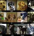 Cães participaram do estudo e demonstraram intensidade nas reações quando sentiram o cheiro de seus donos  Foto: Imgur / Reprodução