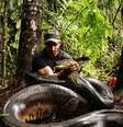 <p>Naturalista mede o dobro do tamanho de uma presa comum da sucuri</p>  Foto: Discovery Channel / Divulgação
