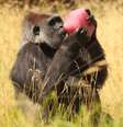Assim como humanos e chimpanzés, os gorilas também são capazes de digerir o etanol - ao contrário do orangotango que vive em árvores  Foto: Oli Scarff / Getty Images 