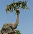 <p>Raju foi decretado livre e não voltará a Mahout</p>  Foto: Wildlife SOS / Divulgação