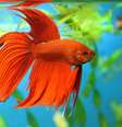 As exportações de espécies como o peixe betta renderam US$ 10,5 milhões para os criadores brasileiros em 2013  Foto: Grigorii Pisotsckii / Shuttertock
