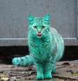 O misterioso gato verde é fotografado em Varna, Bulgária  Foto: The Mirror / Reprodução