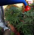 Mulher rega plantas que são cultivadas por motivos medicinais no Chile  Foto: Luis Hidalgo / AP