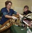 Tigre-de-sumatra passa por cirurgia nos dentes na Inglaterra  Foto: Daily Mail / Reprodução