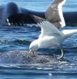 <p>Gaivotas bicam baleias e retiram pedaços de gordura e pele</p>  Foto: Ana Fazio / BBC News Brasil
