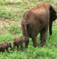  Foto: Facebook/Pongola Game Reserve / Reprodução