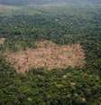 <p>Nem todos os desmatamentos s&atilde;o identificados pelo sat&eacute;lite do Inpe, por causa da cobertura de nuvens</p>  Foto: AP