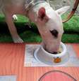 Os animais se deliciam com as comidas preparadas pelo La Pet Cuisine  Foto: Divulgação
