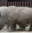 Rinocerontes-brancos-do-norte no zoo de Dvur Kralove nad Labem, na República Tcheca . 16/12/2009  Foto: Petr Josek / Reuters